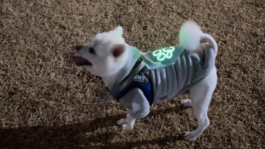 Pet's EL Patch [Paws]